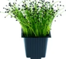 Chives