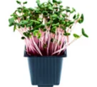 Radish ROSE