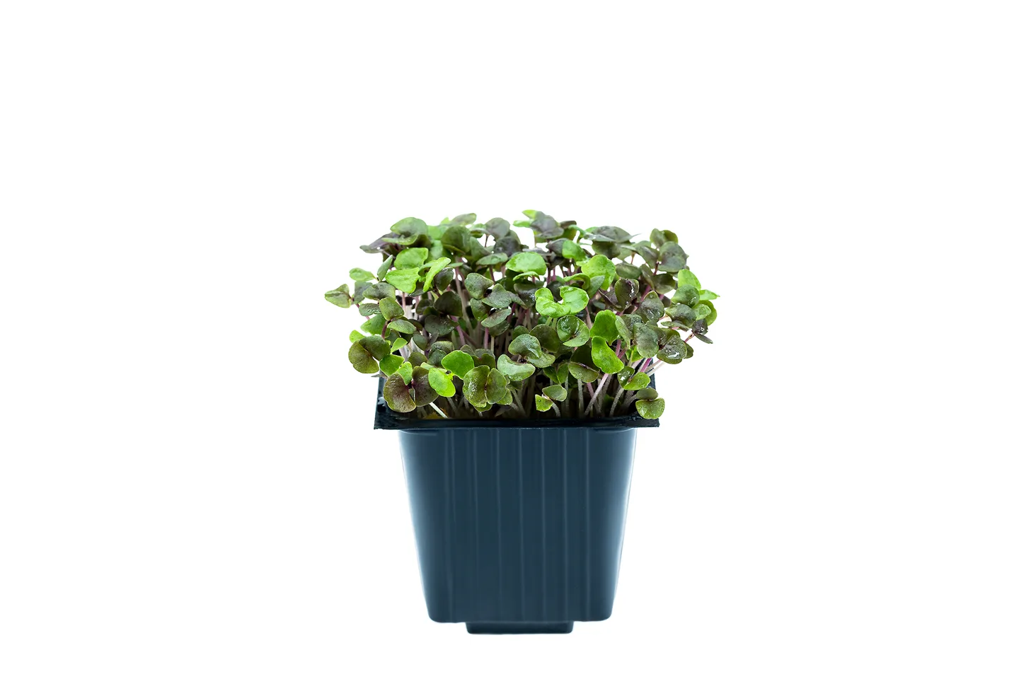 Basil “Opal Dark”