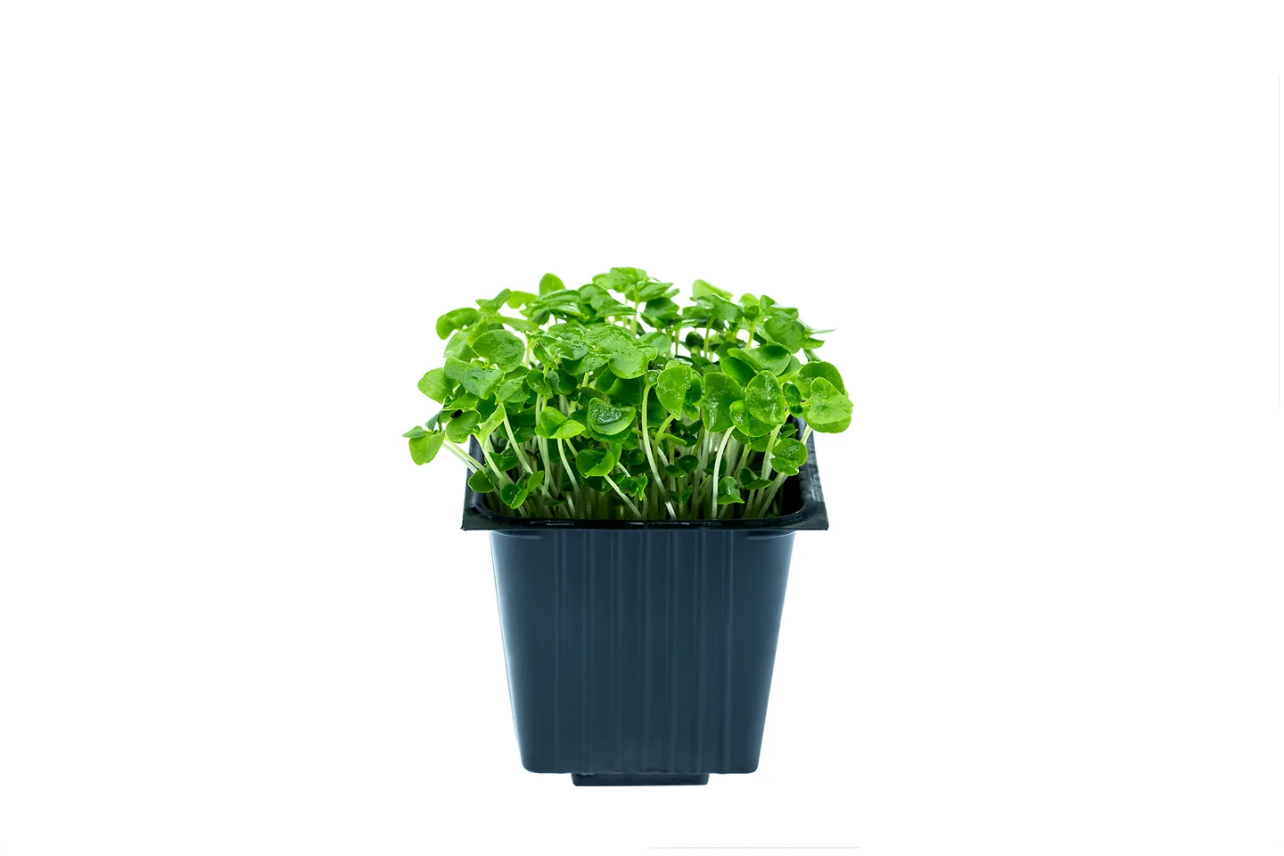Green basil