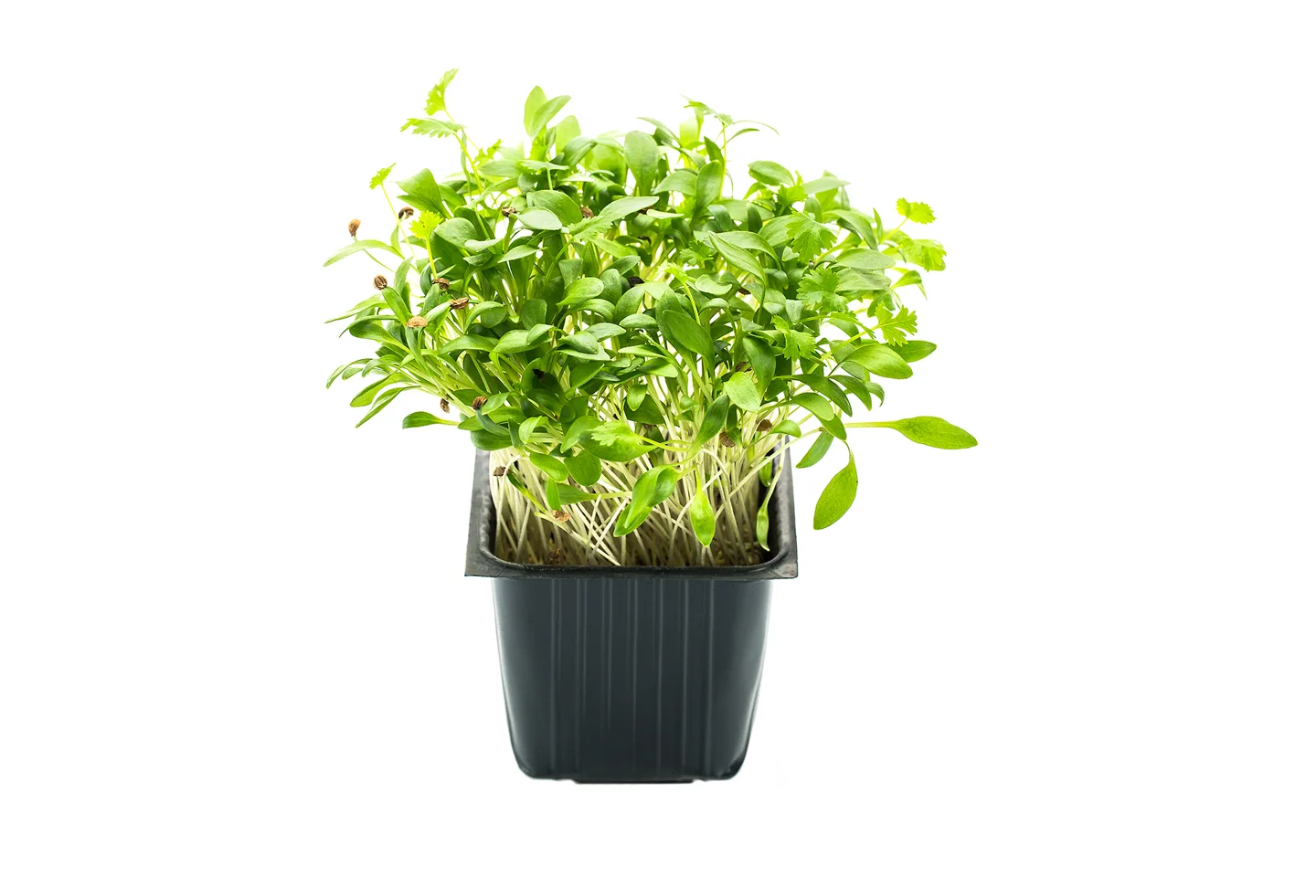 Coriander