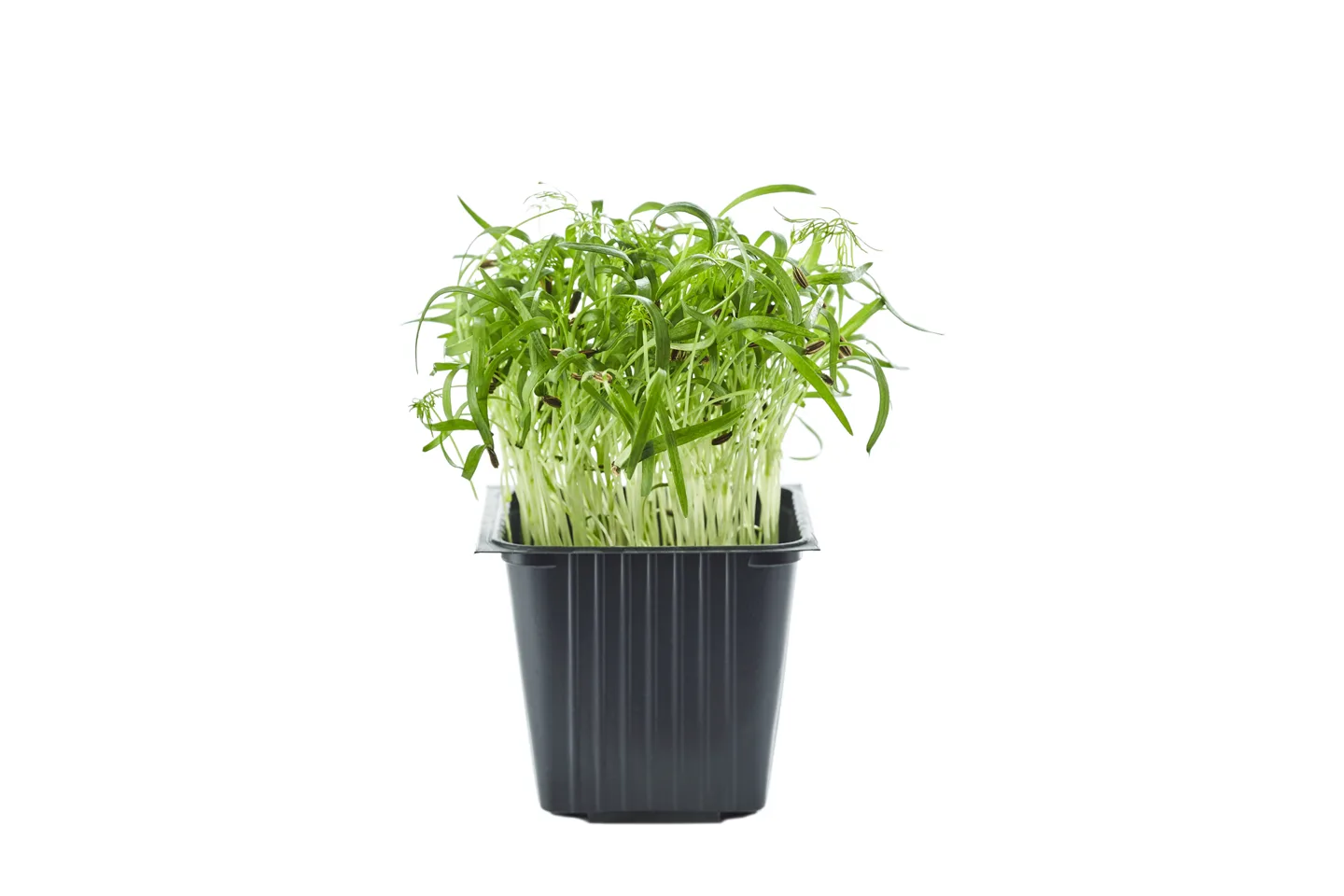 Fennel