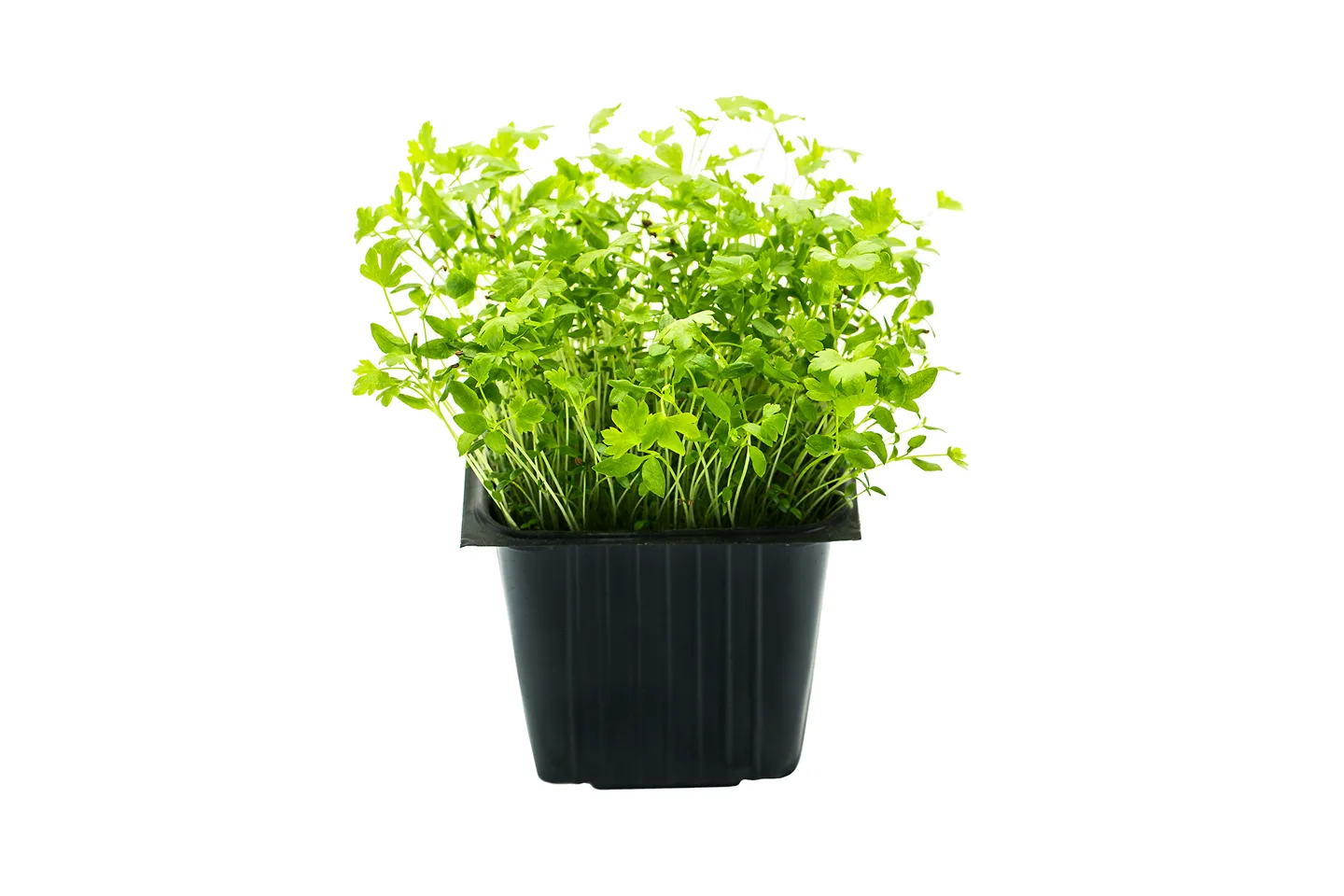 Celery