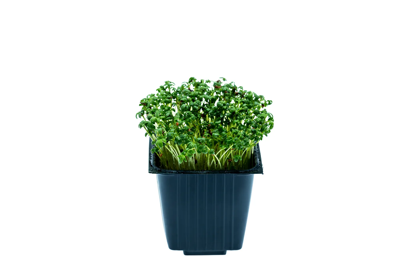 Cress