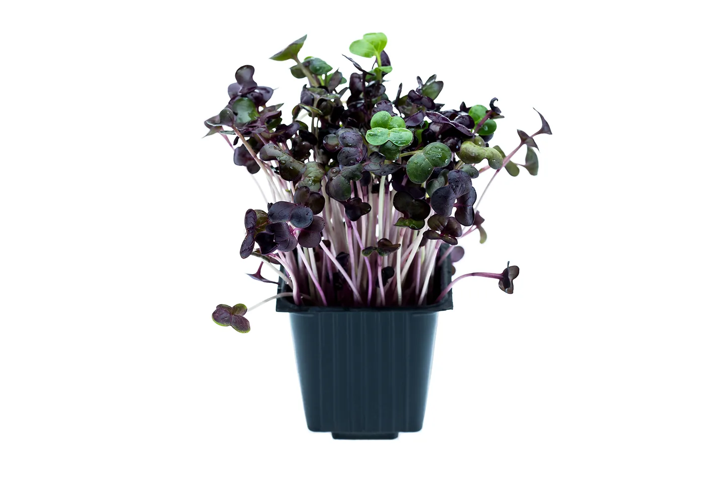 Radish RED