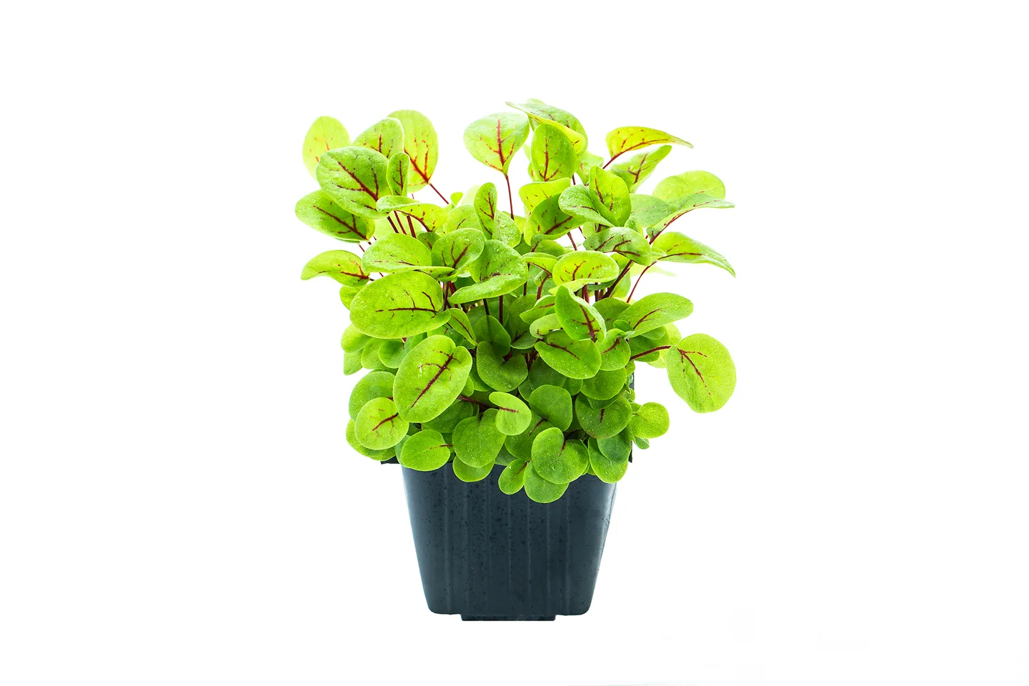 Sorrel
