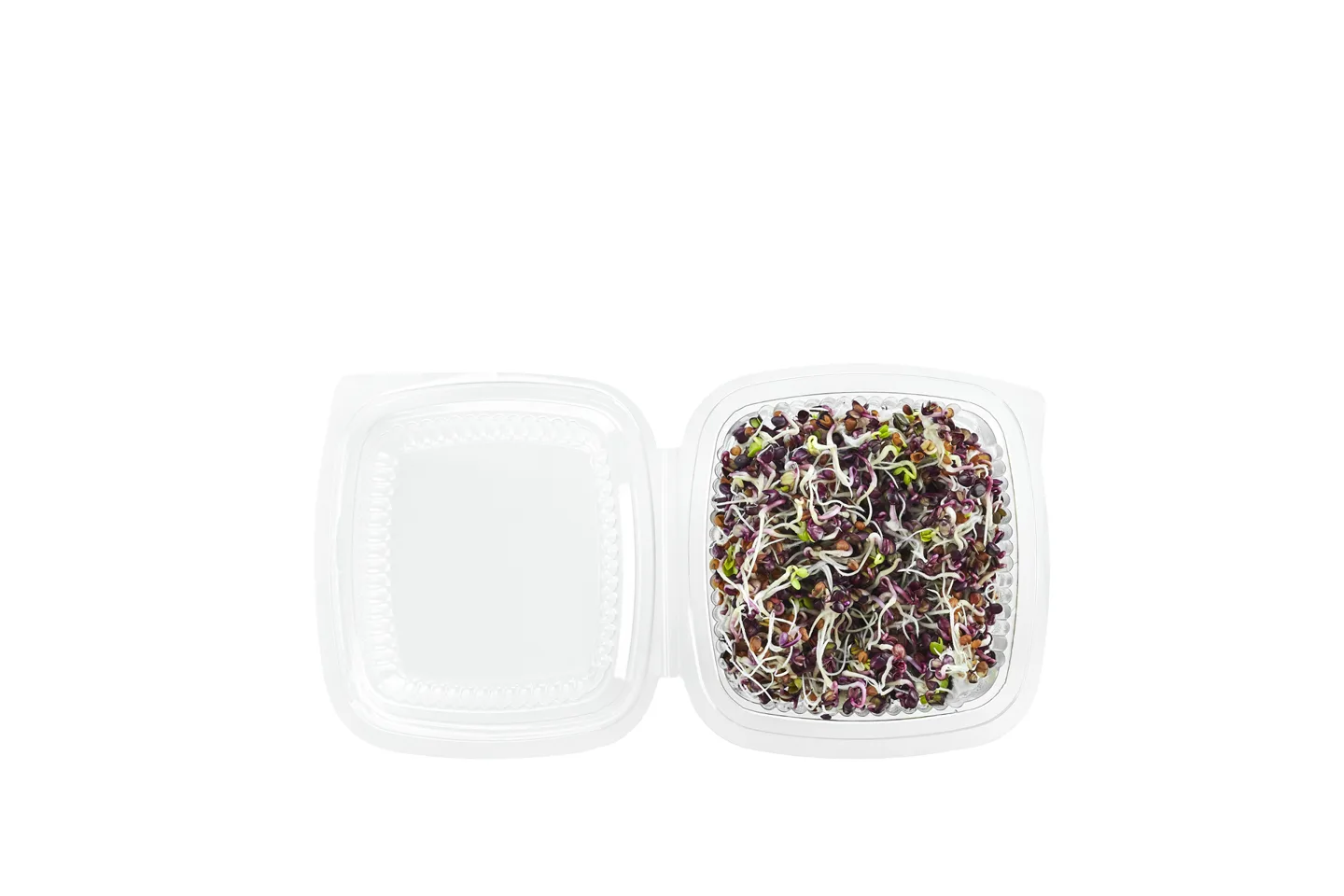 Radish RED sprouts