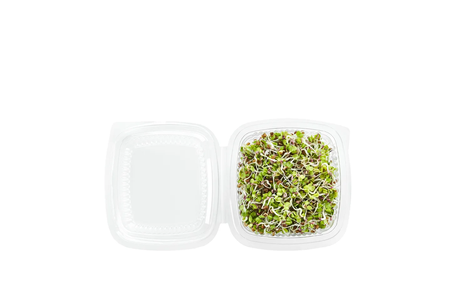 Radish ROSE sprouts