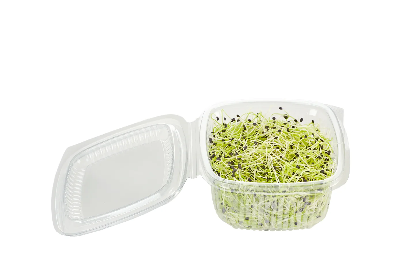 Leek sprouts