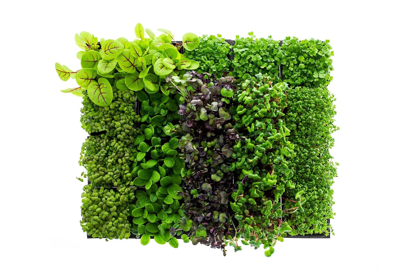 Microgreen variety