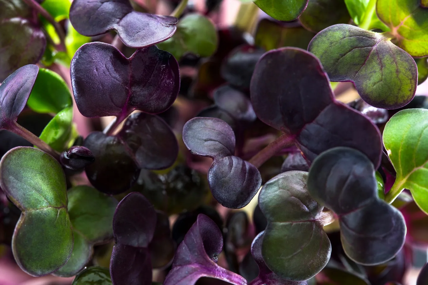 Our microgreens up close