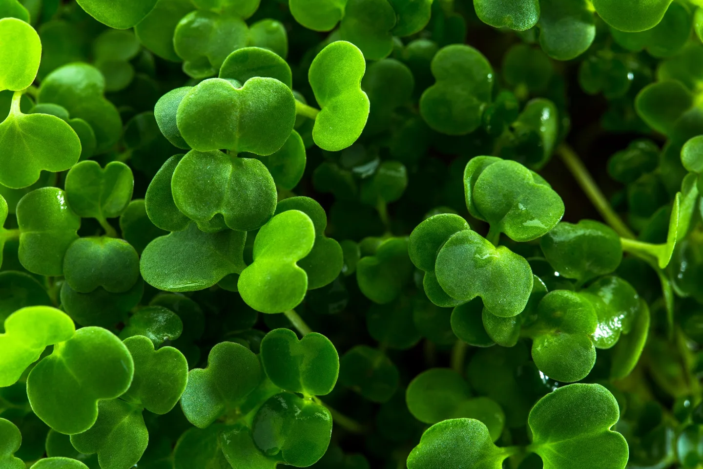 Microgreen leaf detail